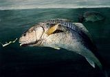 redfish.jpg image by JDZR9